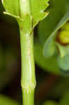 Rattlesnakemaster